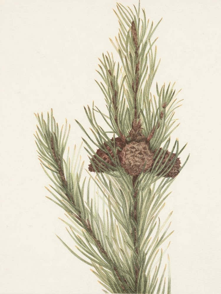 Pine Cones 5