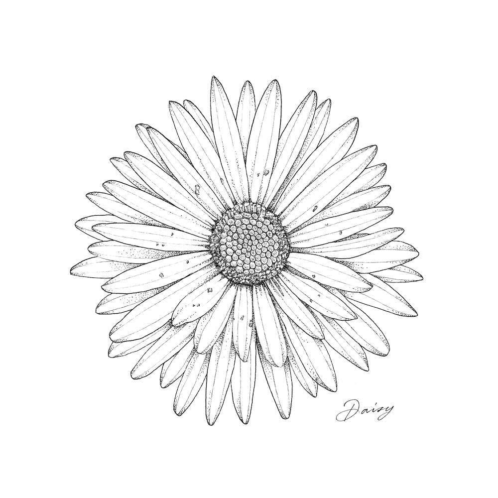 Daisy 2