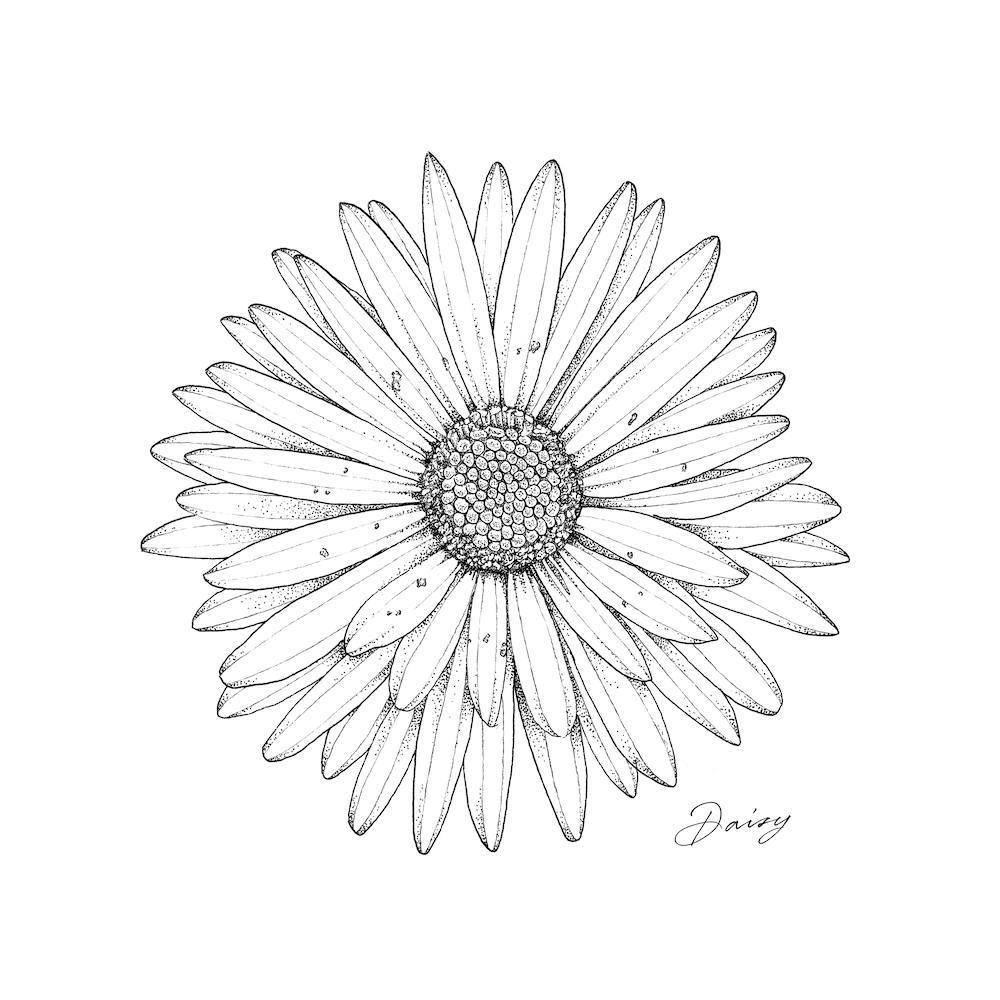 Daisy 2