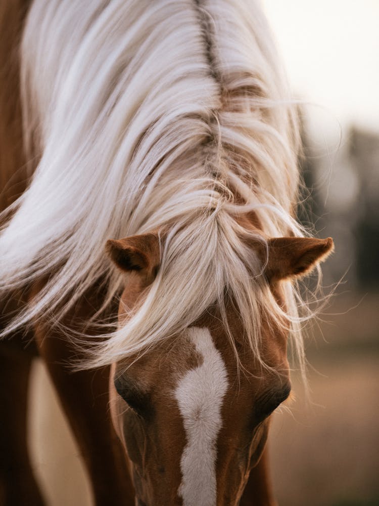 Flowing Beauty - Belgium horse close up photo print - moody animal photography art