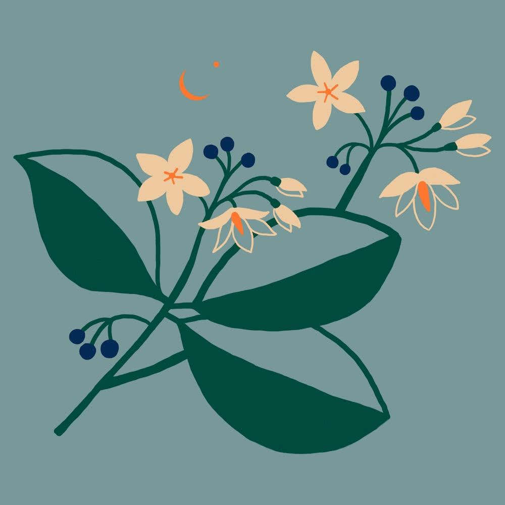 Woody Nightshade Square