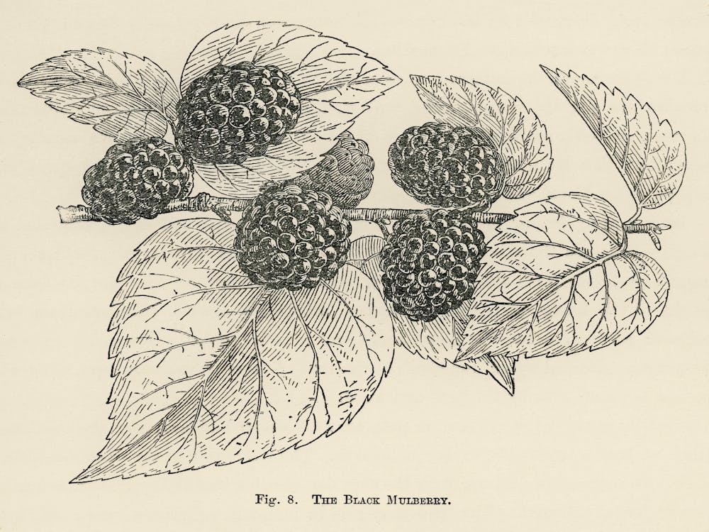 Vintage Illustration Of Black Mulberry, John Wright