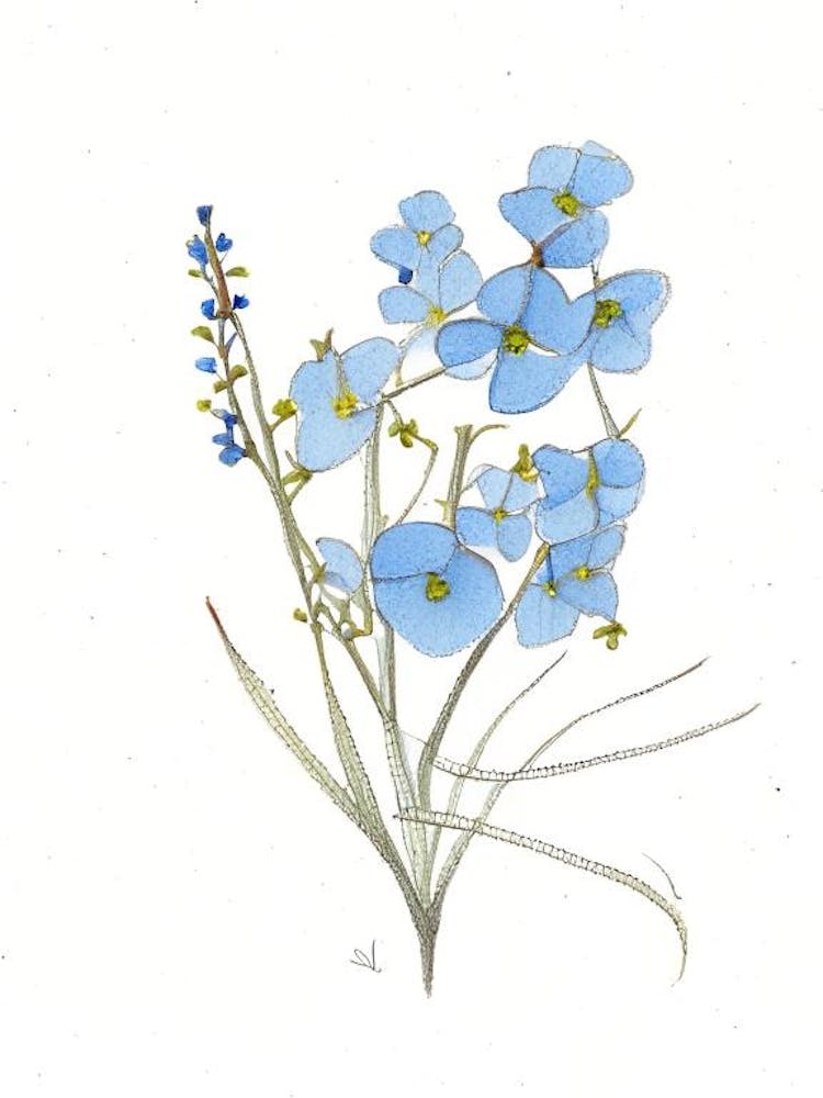 Forget Me Not Floral Quentin Blake Inspired Illustration 1 Flower