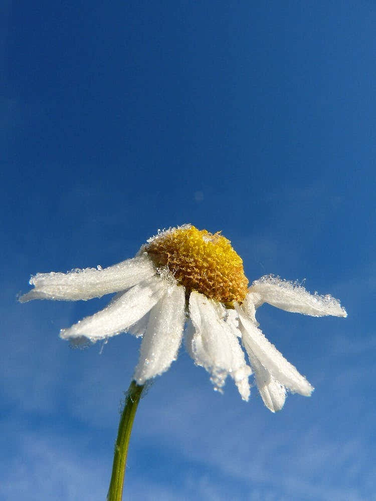 Chamomile Flower