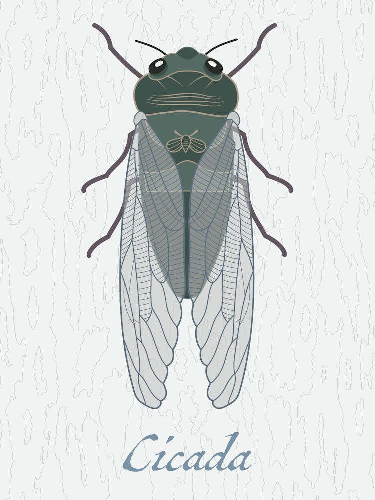 Cicada Bug Insect Australia Beetle 7