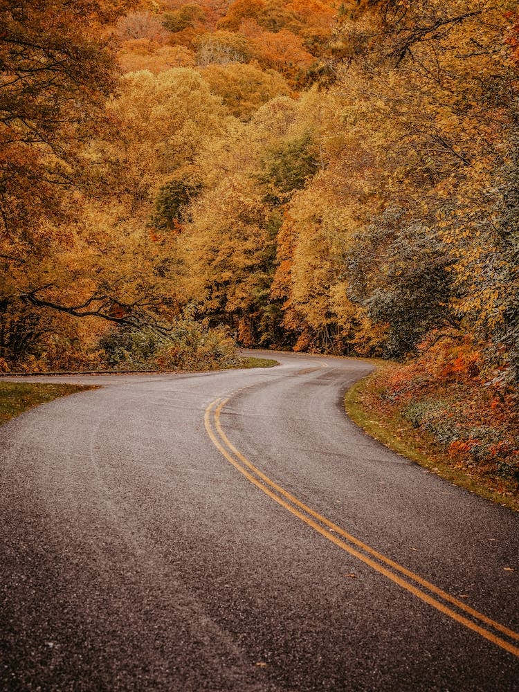 New England Forest Road