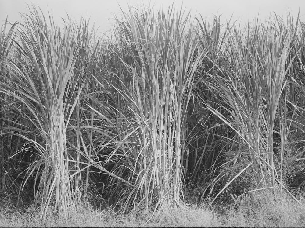 Sugarcane Primed For Cutting Near New Iberia, Louisiana By Russell Lee