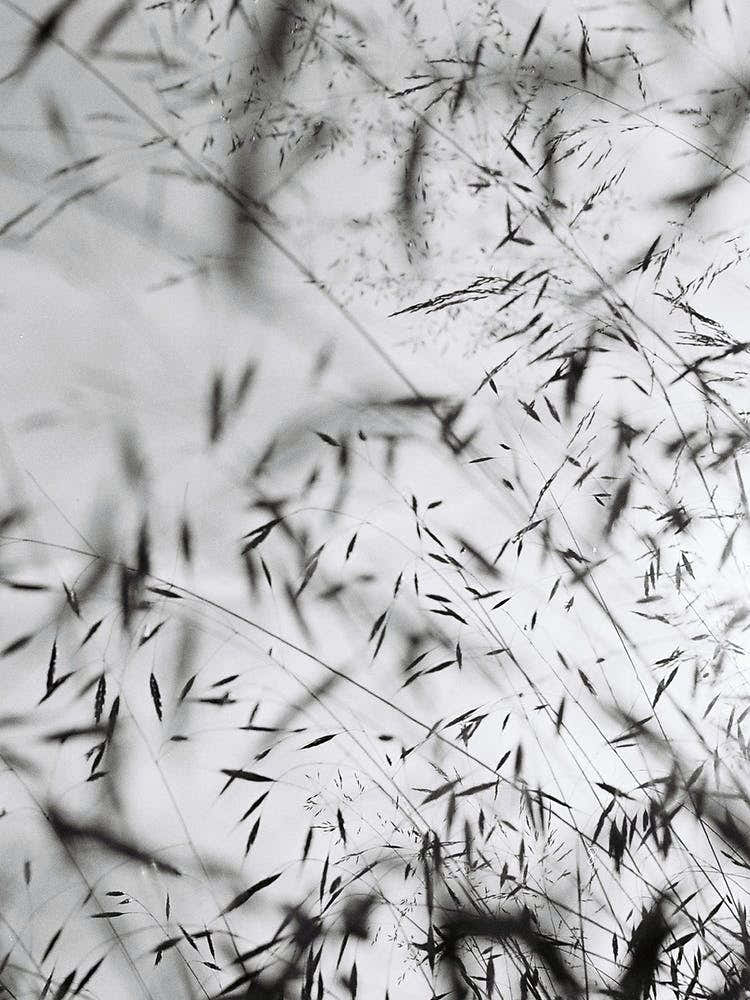 Abstract Black White Grass