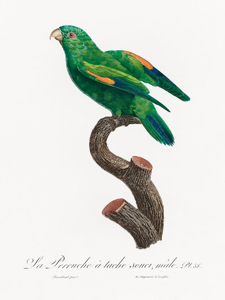 The Marigold Lorikeet, Male From Natural History Of Parrots, Francois Levaillant