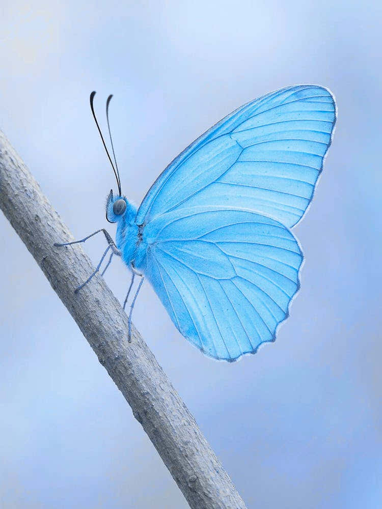 Blue Butterfly 7