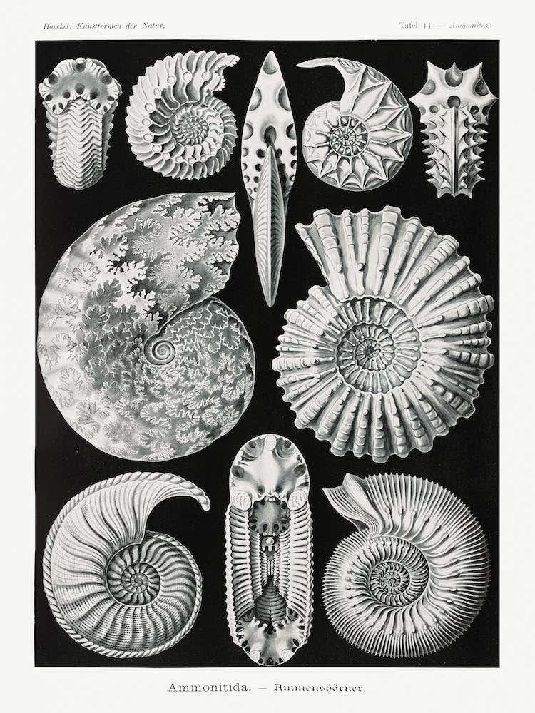 Ammonitida–Ammonshörner, Ernst Haeckel