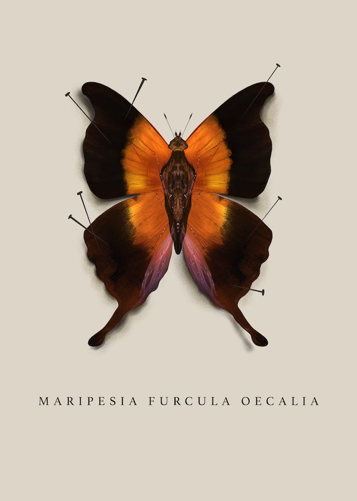 Butterfly No4