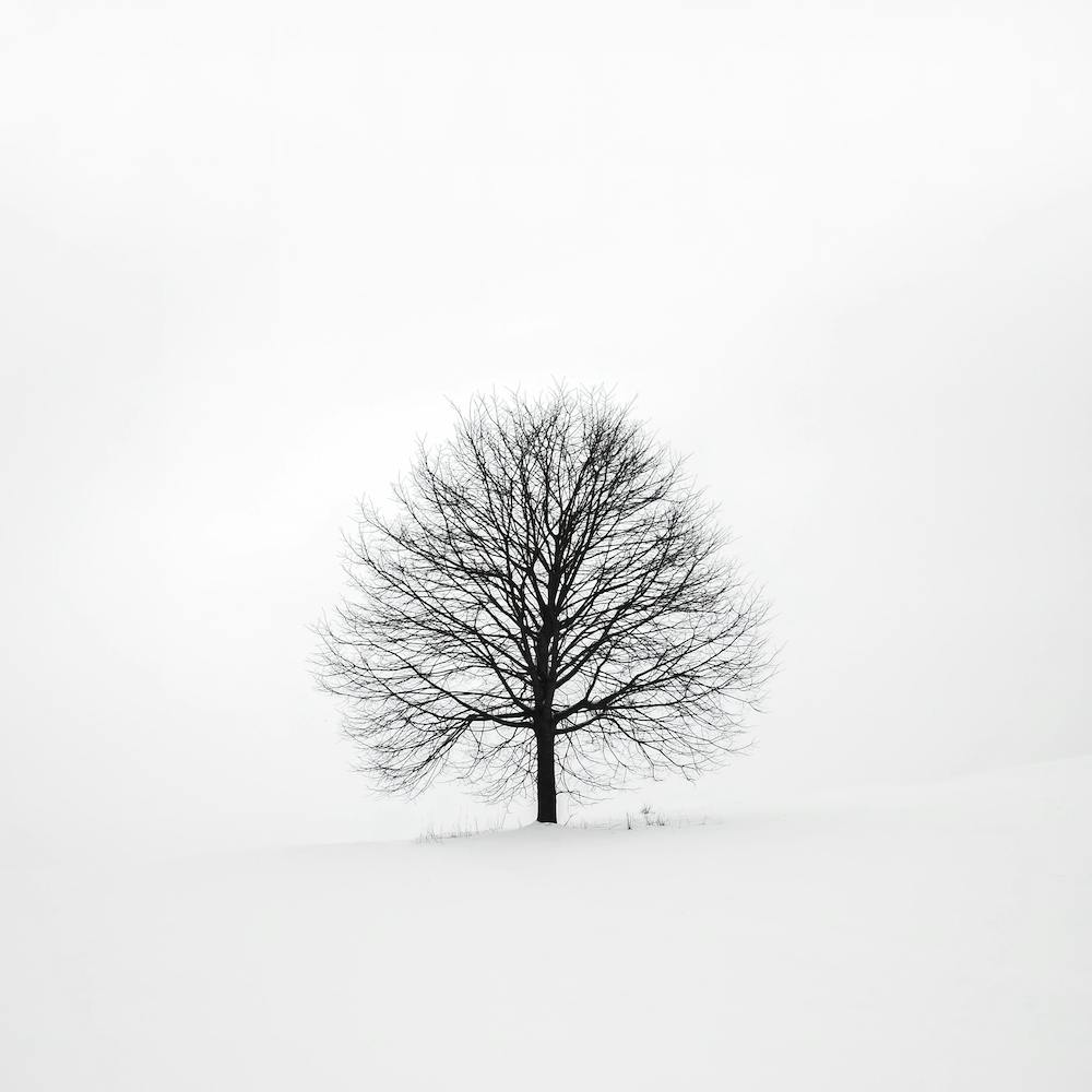Minimalist Tree And Snow Square