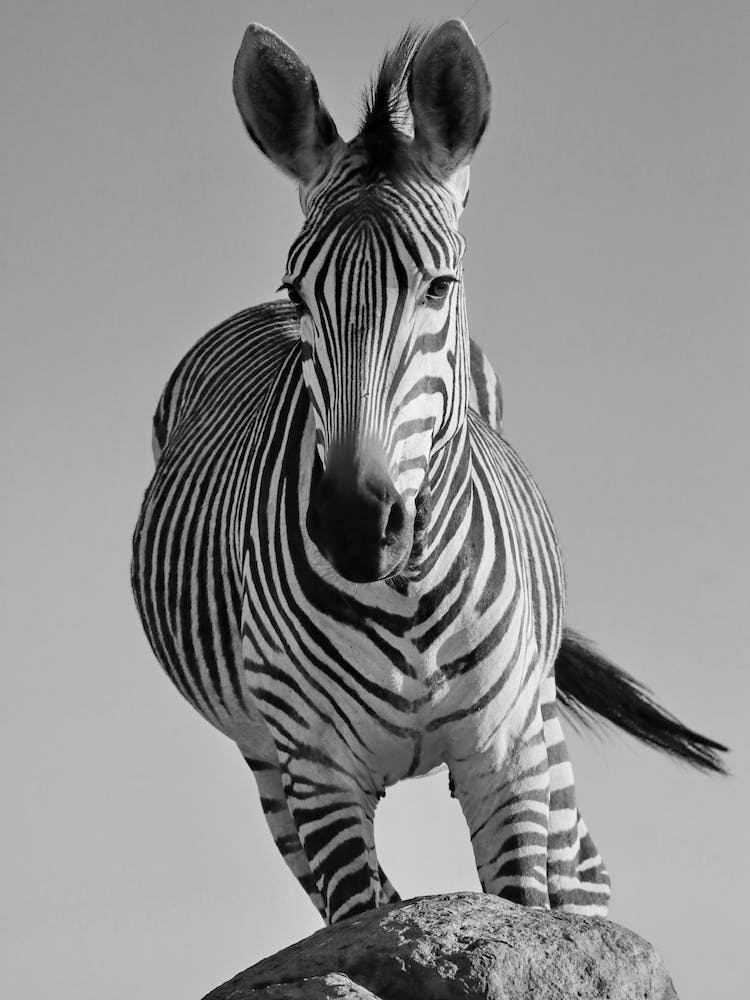 Zebra In Action