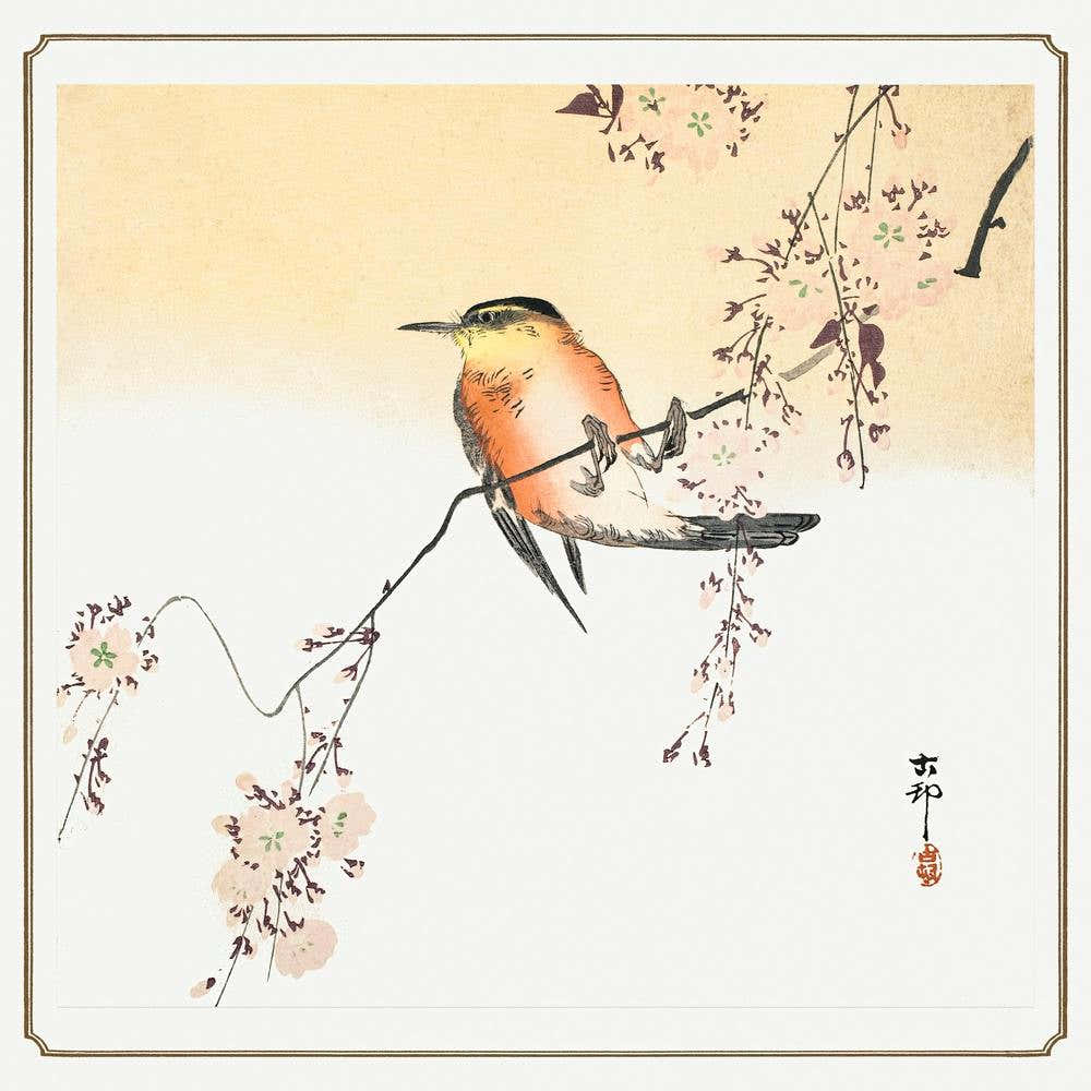 Songbird And Blossoming Cherry (Ca