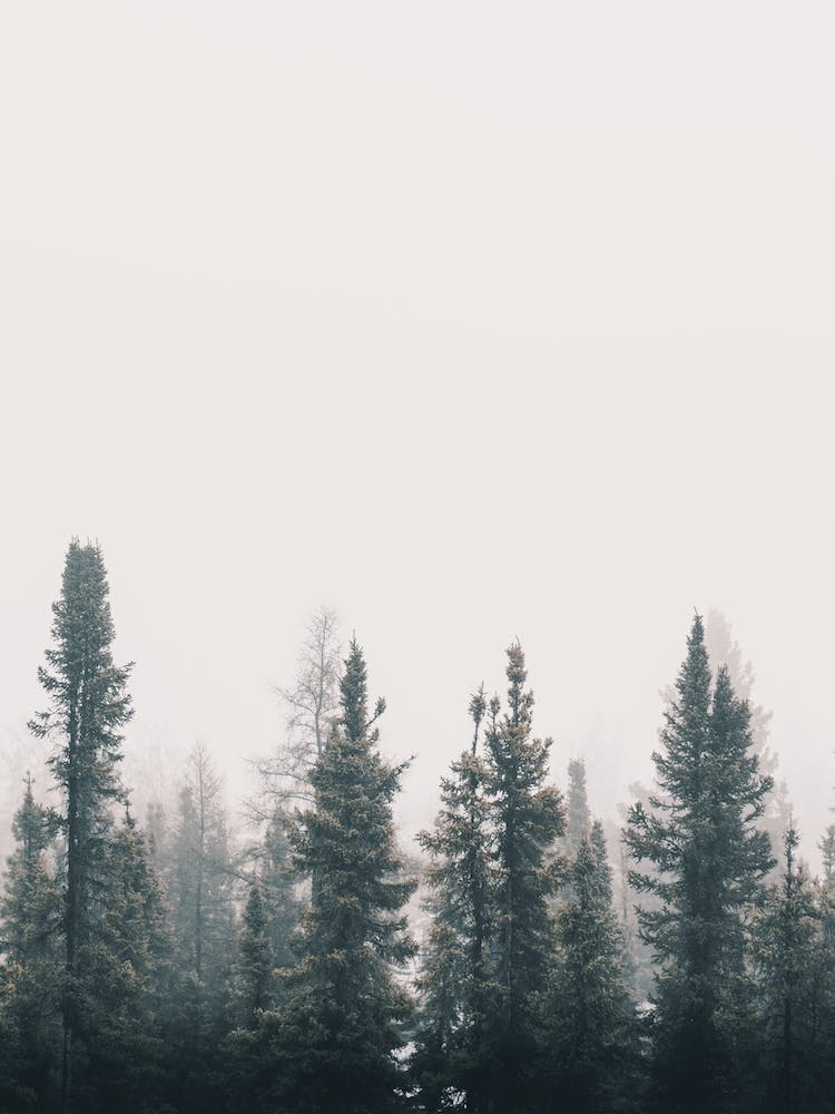 Foggy Pine Trees