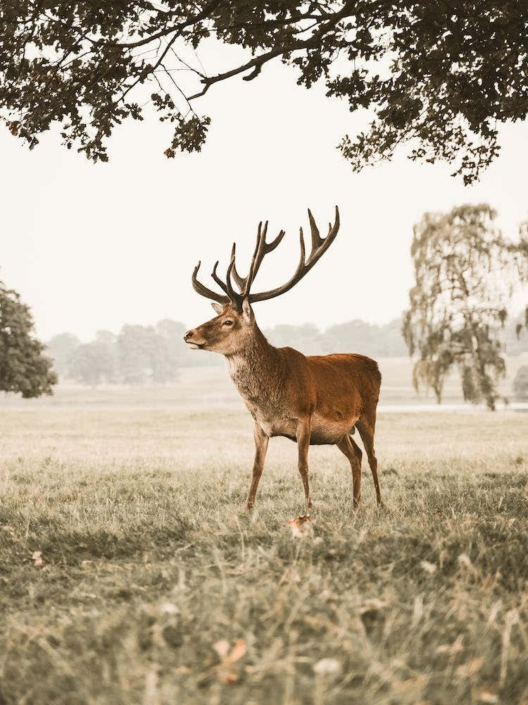 Deer With Antlers