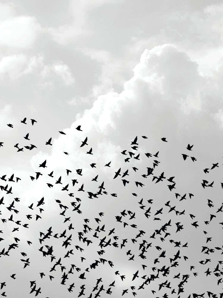 Flock Of Birds