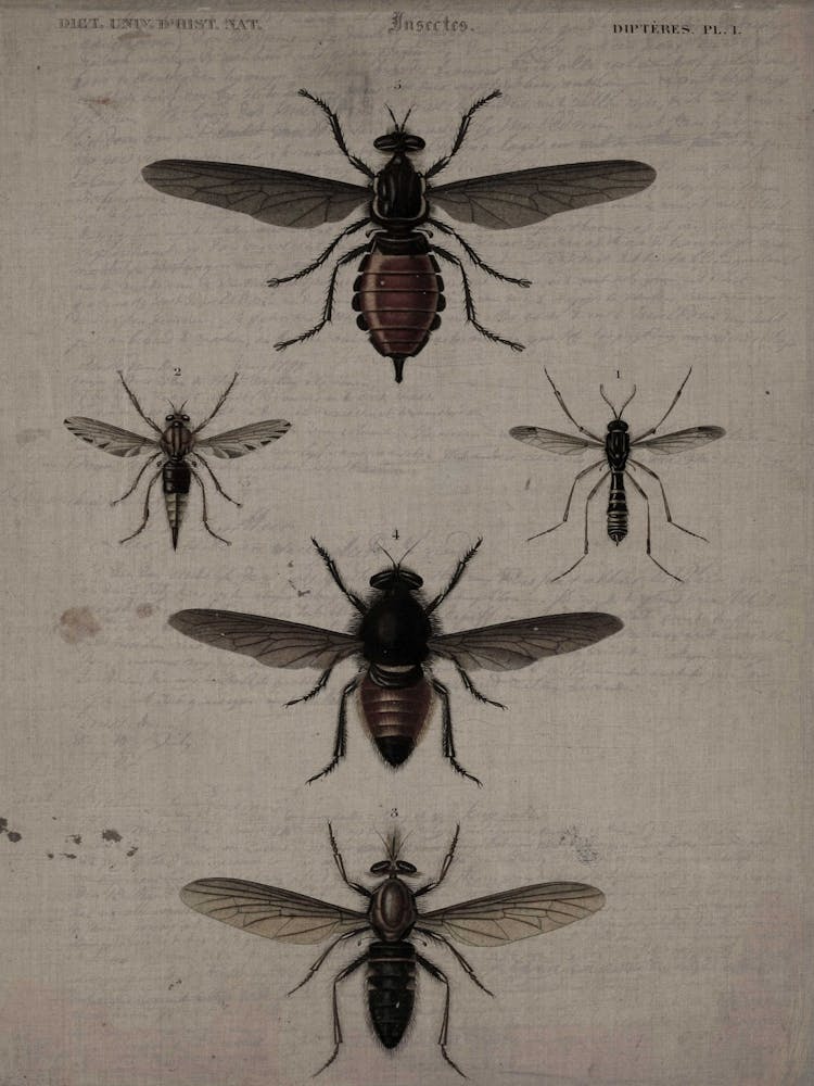 Flies Canvas Print