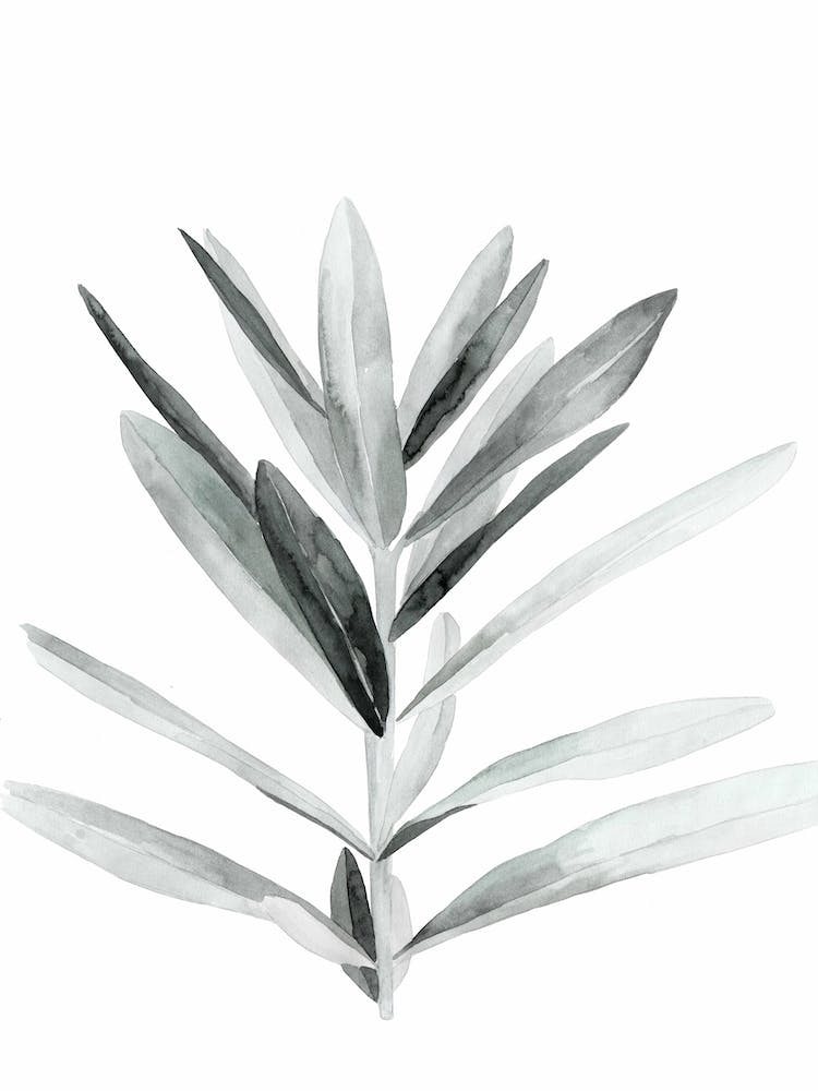 Succulent 22
