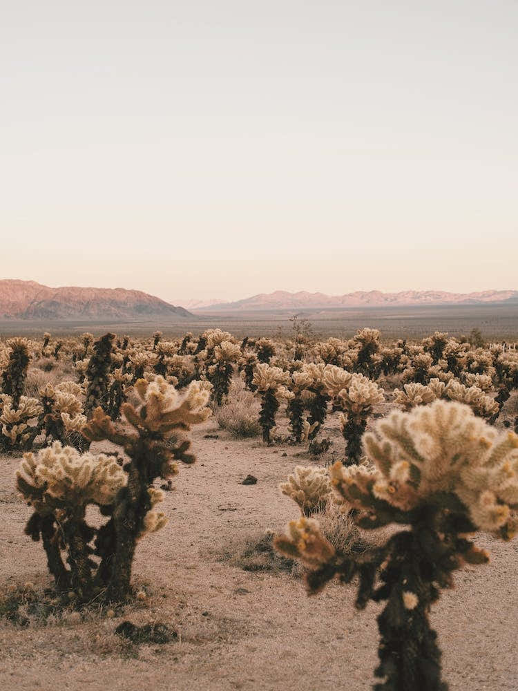 Joshua Tree Cactus
