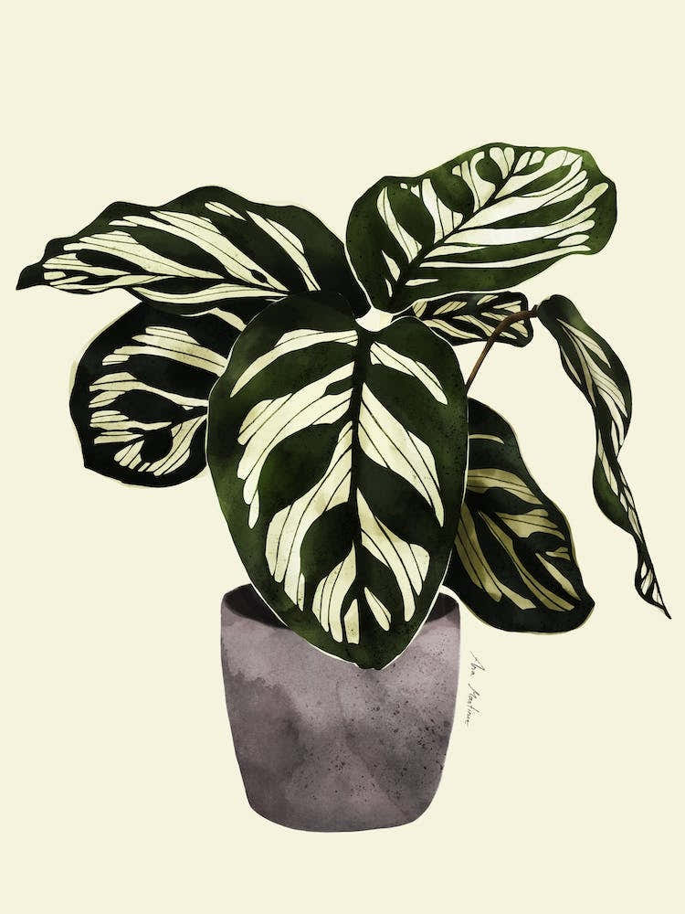 Calathea Plant