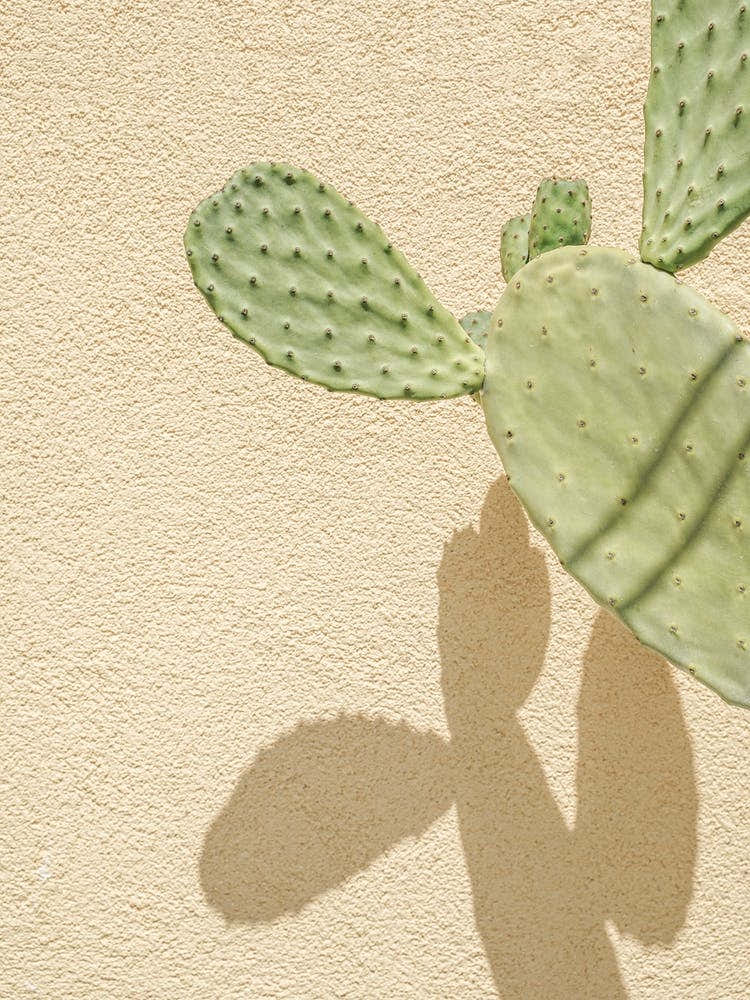 Cacti Shadowplay