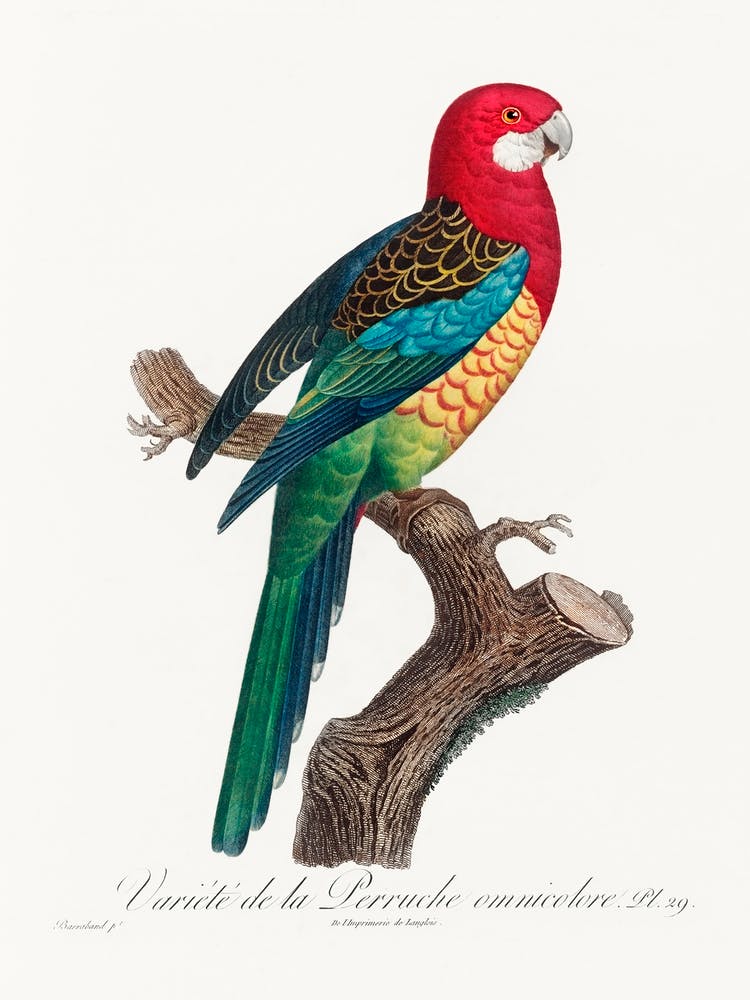 The Eastern Rosella, (Platycercus Eximius) From Natural History Of Parrots, Francois Levaillant