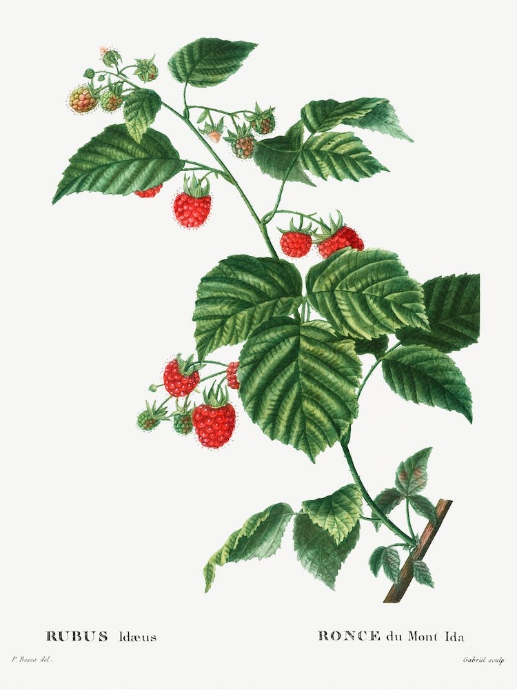 European Raspberry, Pierre Joseph Redoute