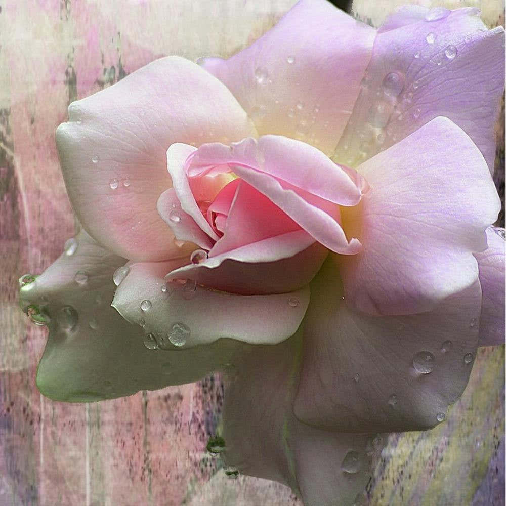 Pink Rose With Water Droplets