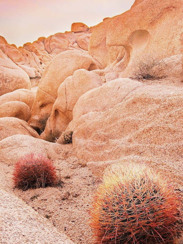 Warm Desert Barrel Cactus