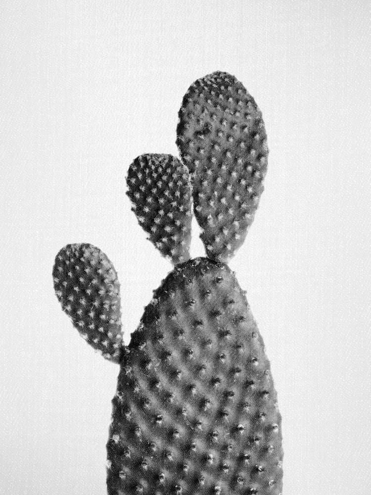 Cactus 1 - Black & White
