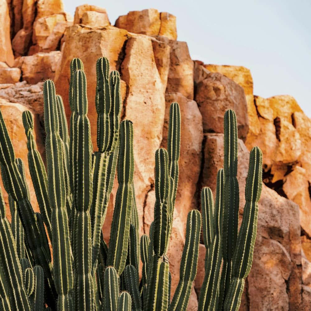 Desert Canyon Cactus