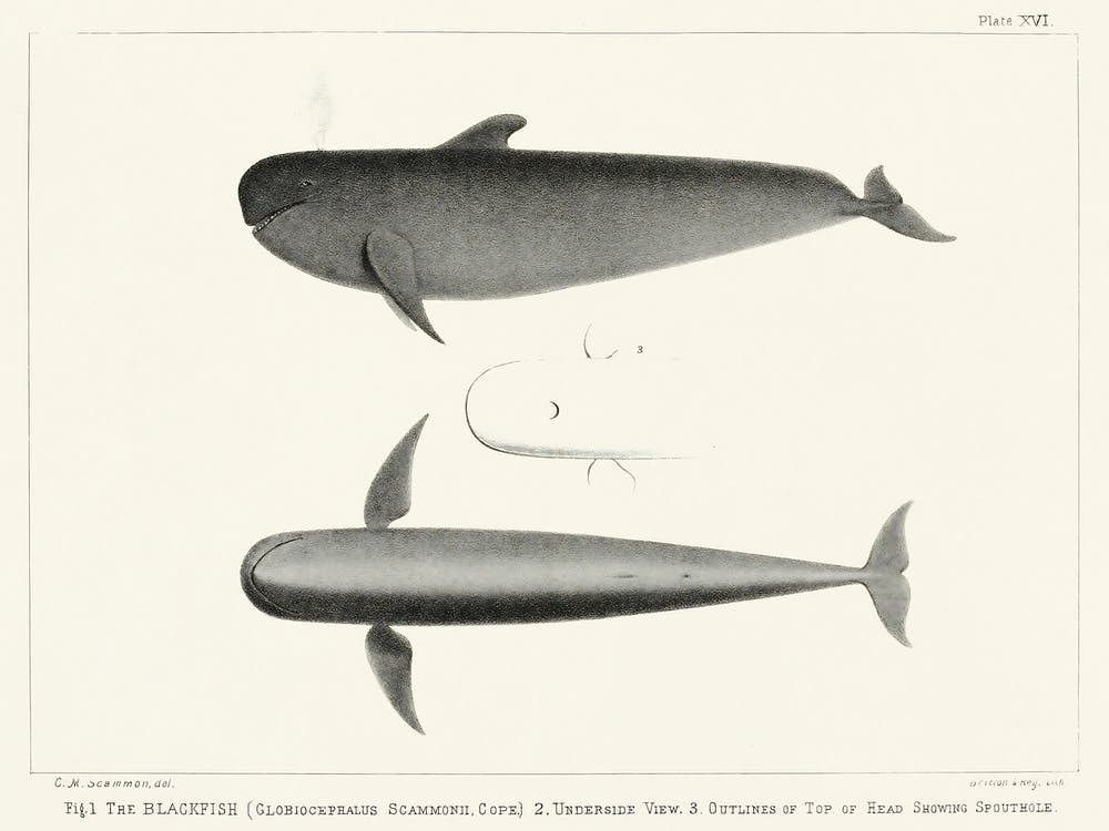 The Blackfish, Charles Melville Scammon