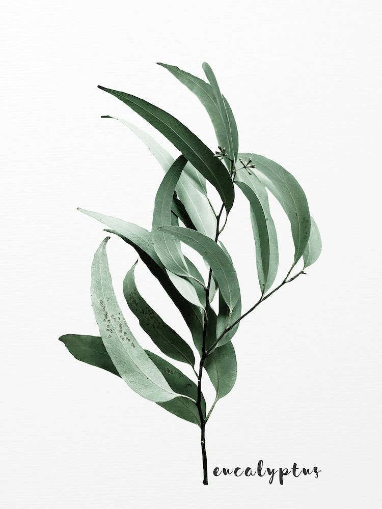 Eucalyptus Australian Gum Tree