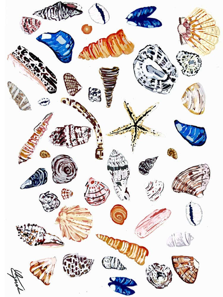 Cornish Seashells