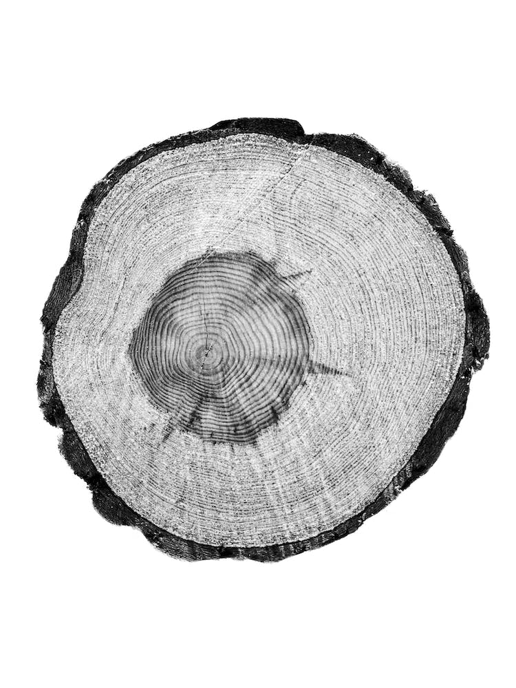 Tree Stump 1