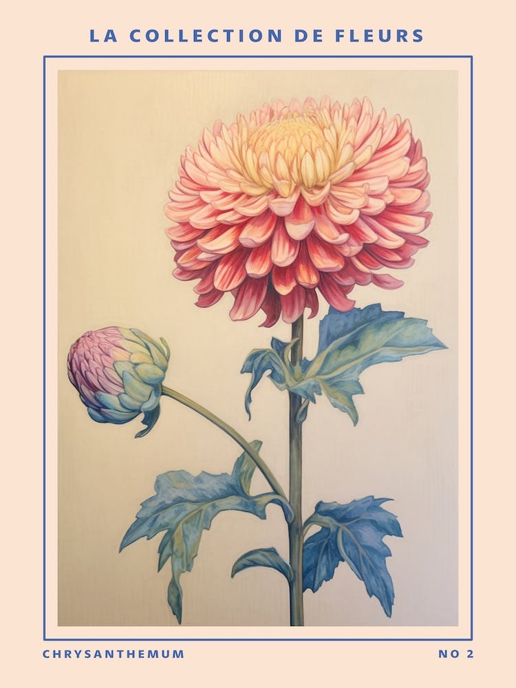 Chrysanthemum 2 French Flower Botanical Poster
