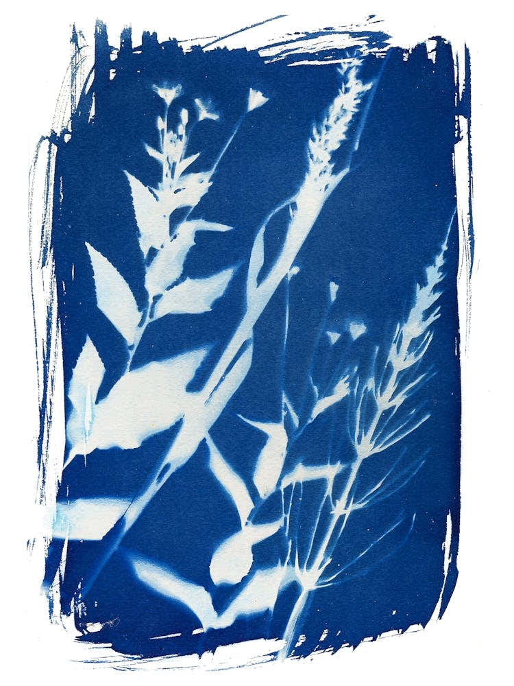 Vintage Botanical Plant Life Cyanotype