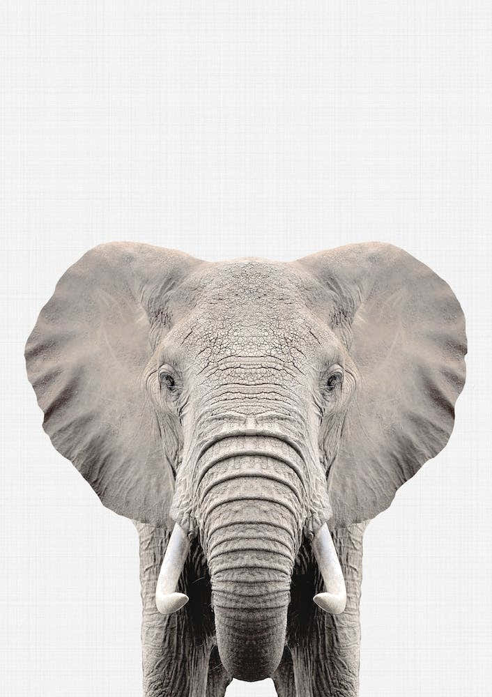 Elephant II