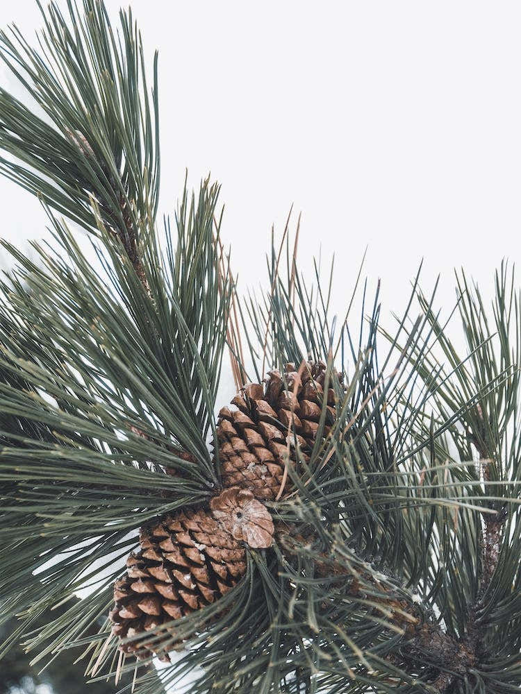 Pine Tree Branch