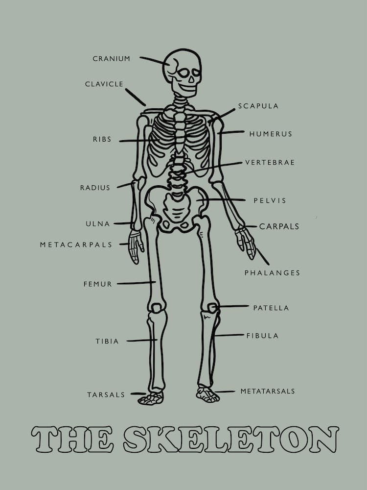 The Skeleton