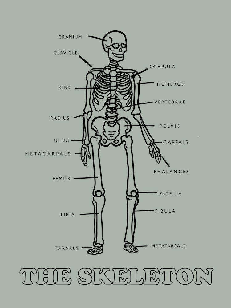 The Skeleton