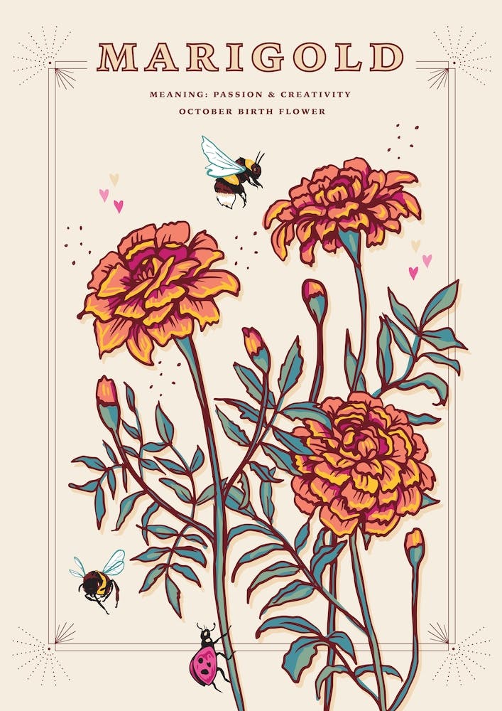 October Birth Flower Marigold On Cream