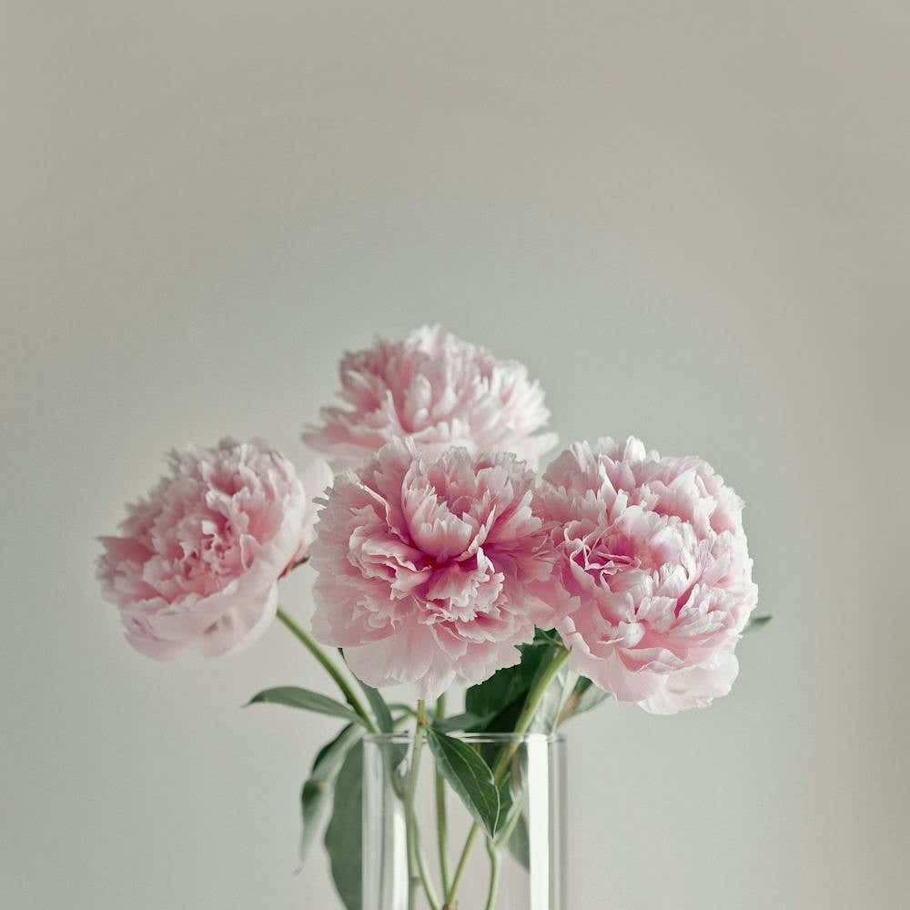 Pink Peonies In A Vase
