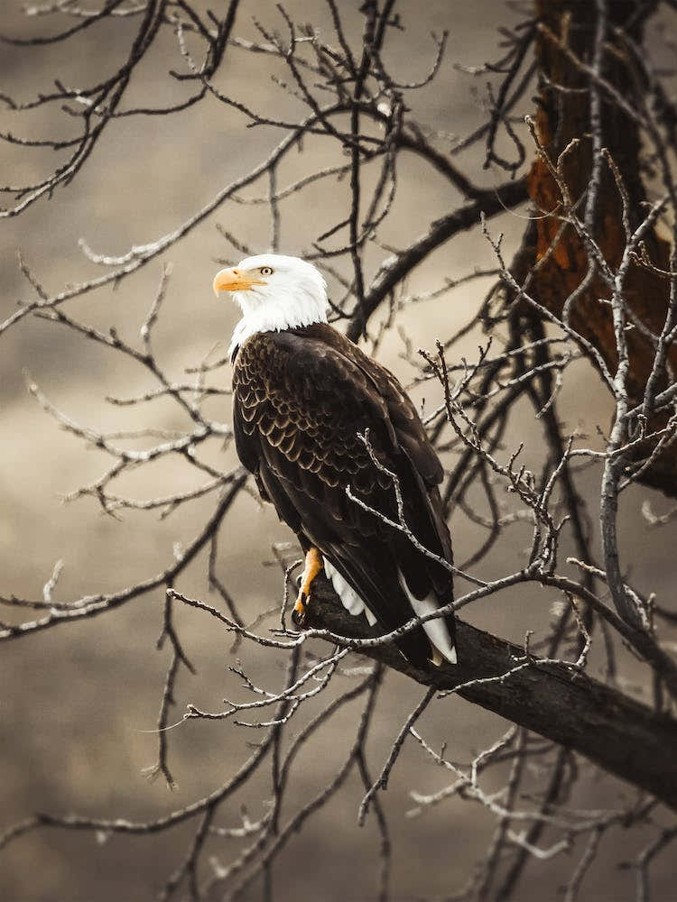 Bald Eagle On Branch