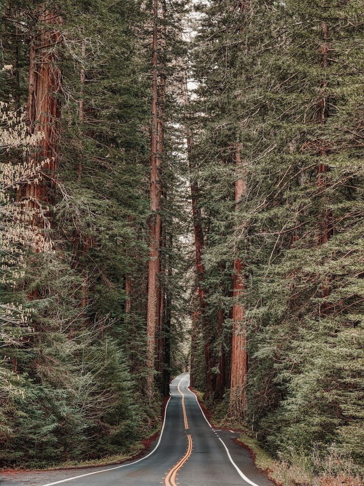 Redwood Forest Road