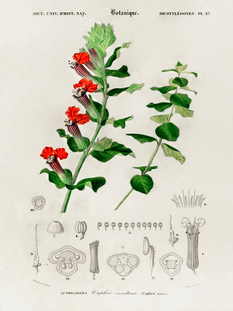 Cuphea Miniata, Charles Dessalines D'Orbigny