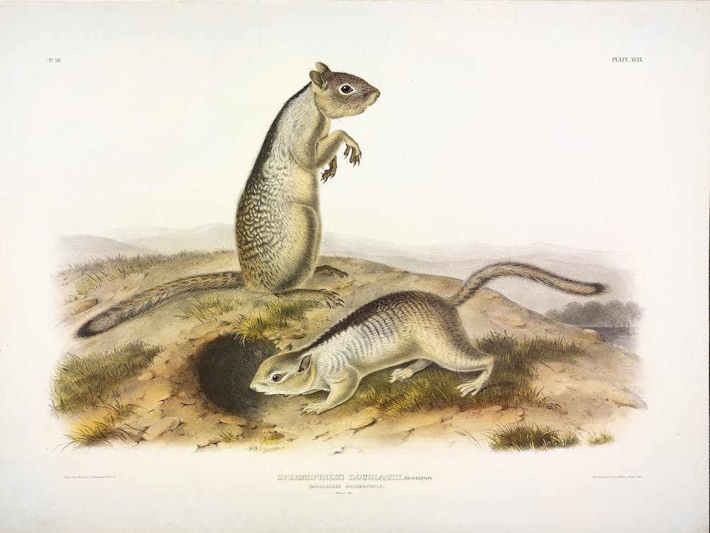 Little Squirrel, John James Audubon