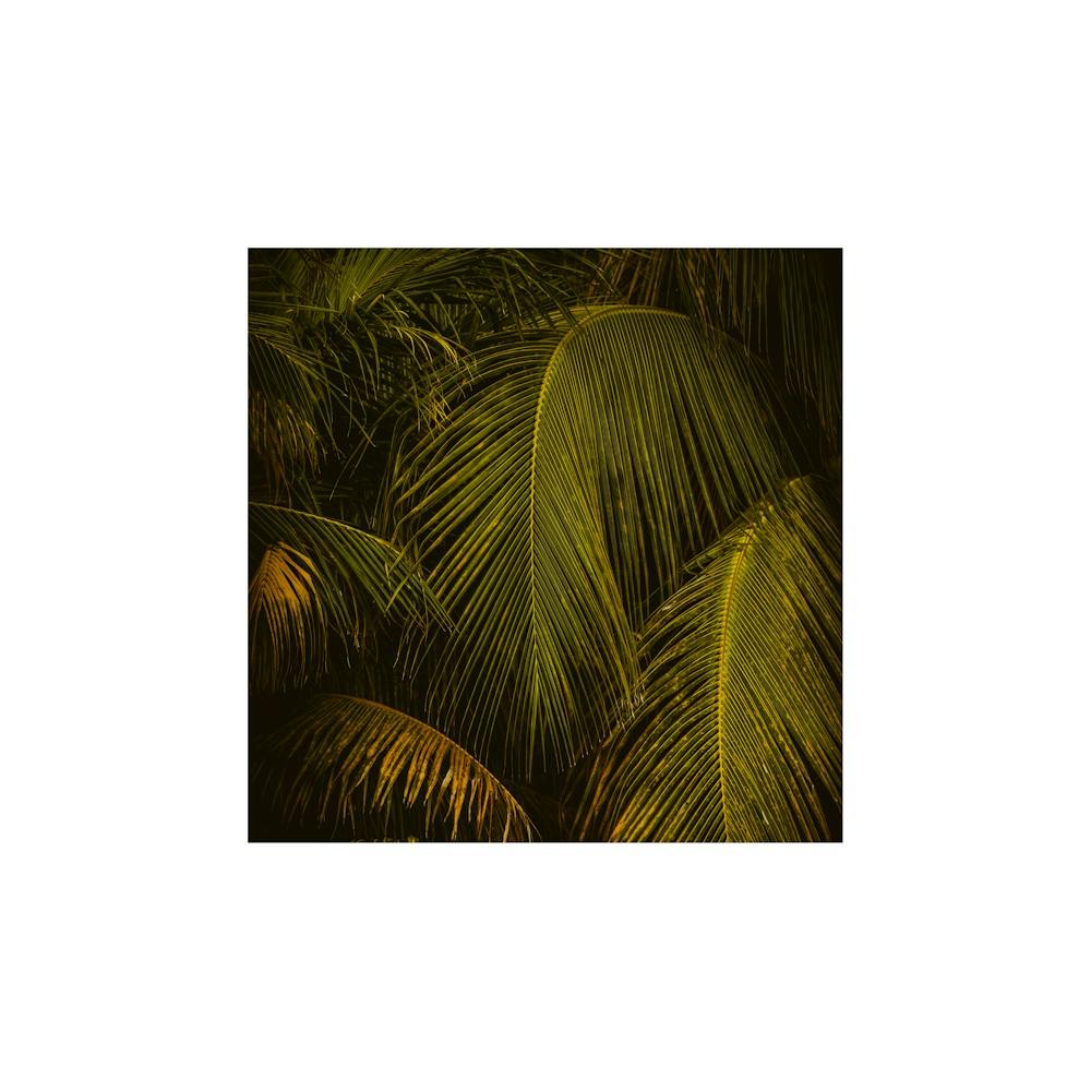 Palm Leaves at golden hour small square